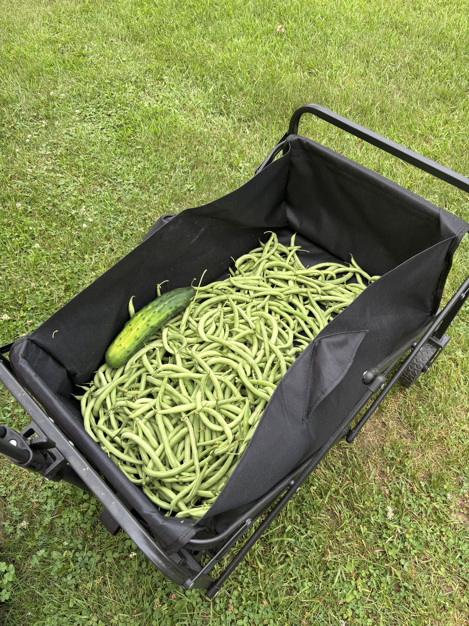 Half a wagon of beans blog post