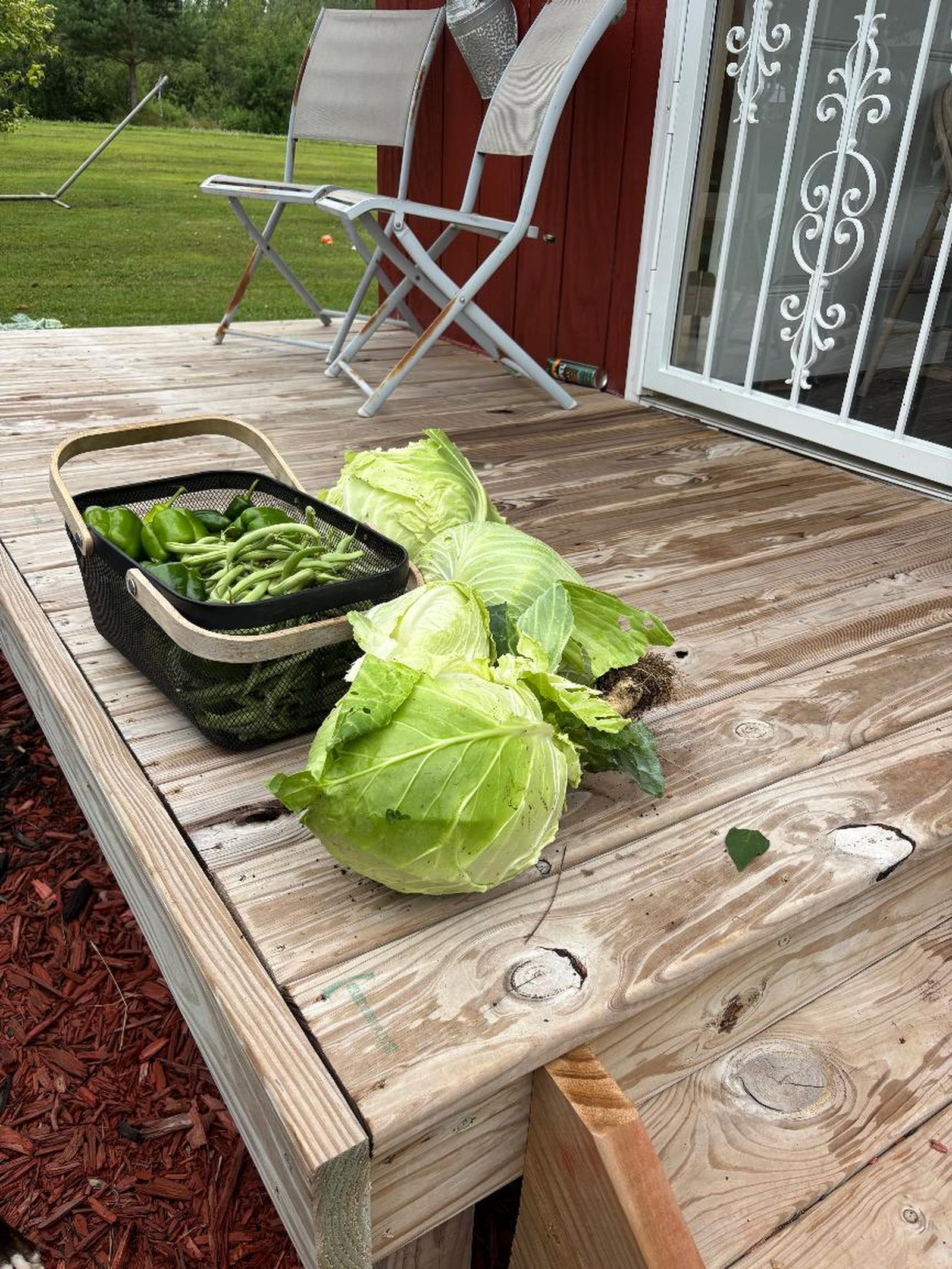 A basket of green beans and peppers next to freshly picked cabbage heads on a wooden deck