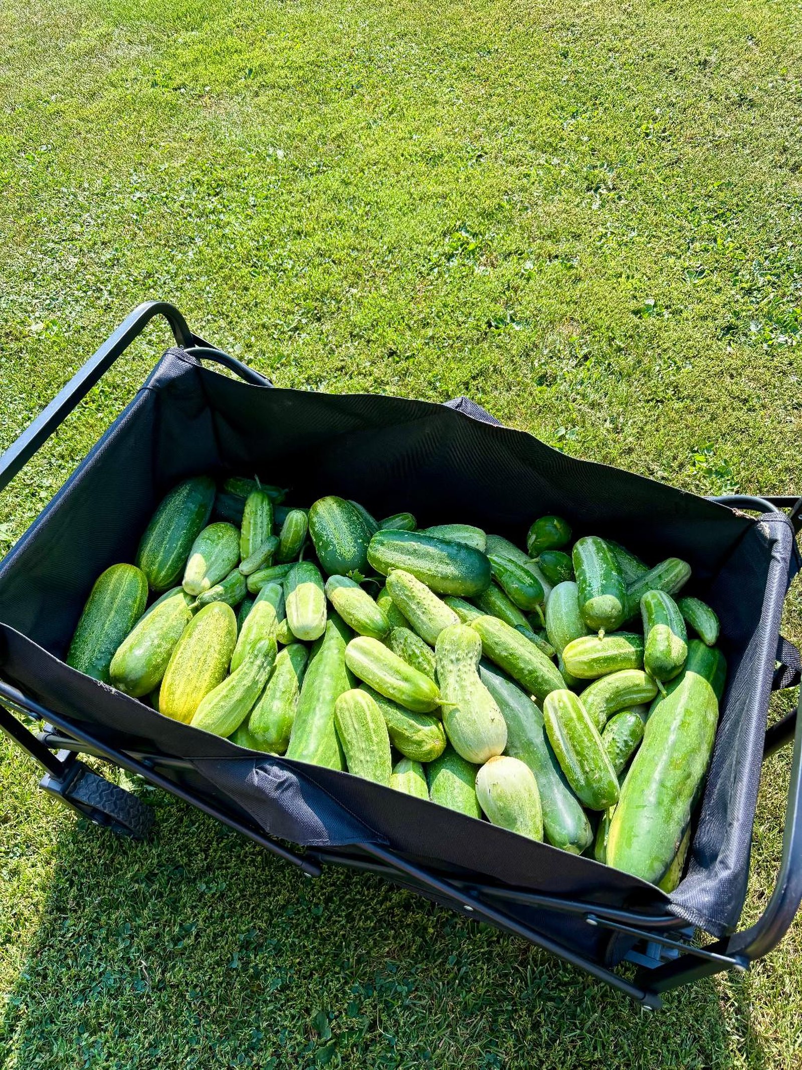 A wagon completely full of freshly picked cucumbers