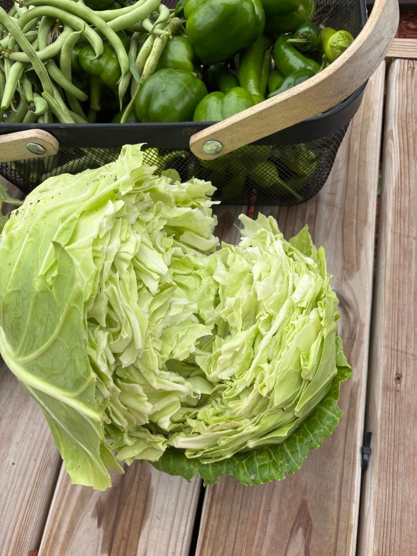 Close-up of a cabbage head with visible bites taken out of the leaves
