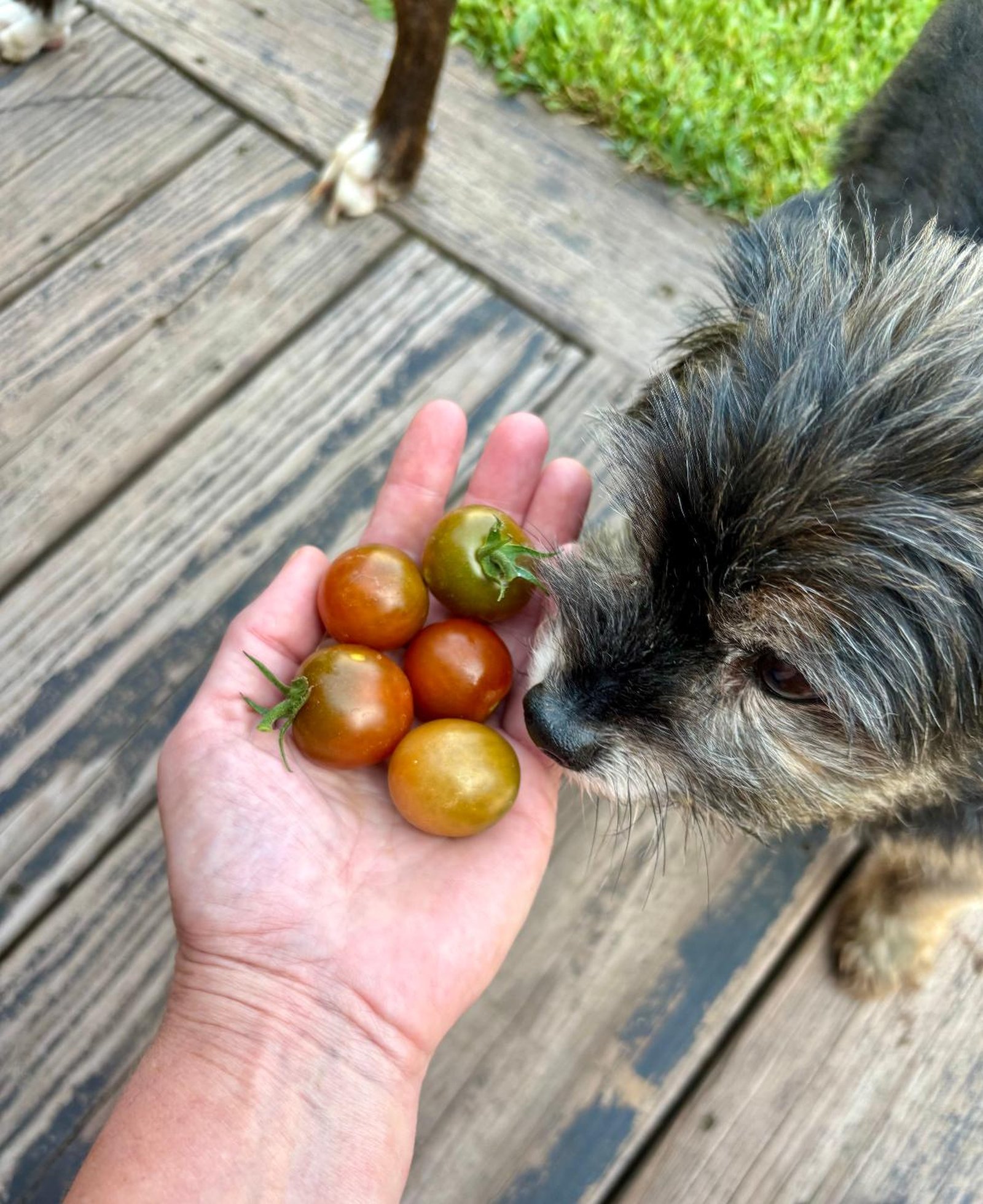 A hand full of cherry tomatoes being offered to a shaggy dog