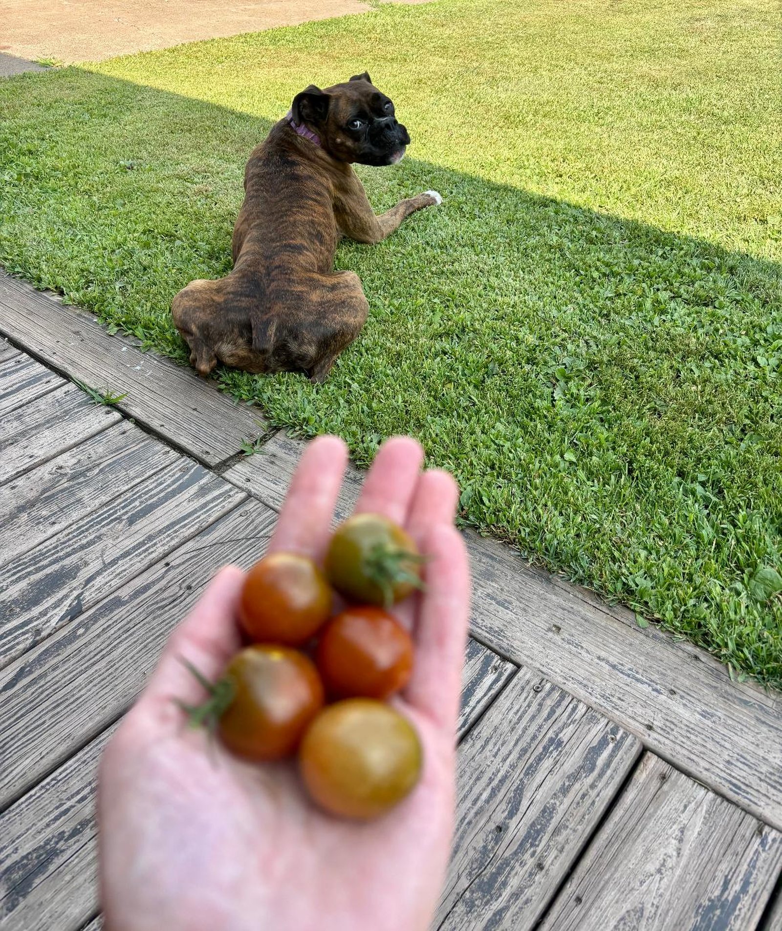 A boxer puppy sitting in the grass, tomatoes offered in the foreground