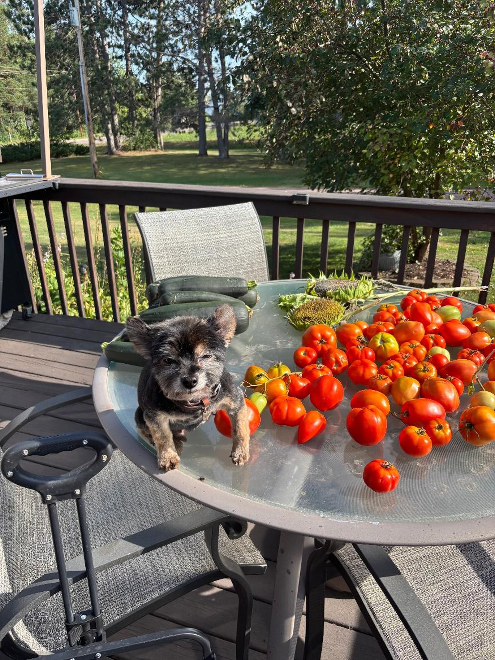 Farmer Jack Did Not Consent to This Photo Shoot blog post