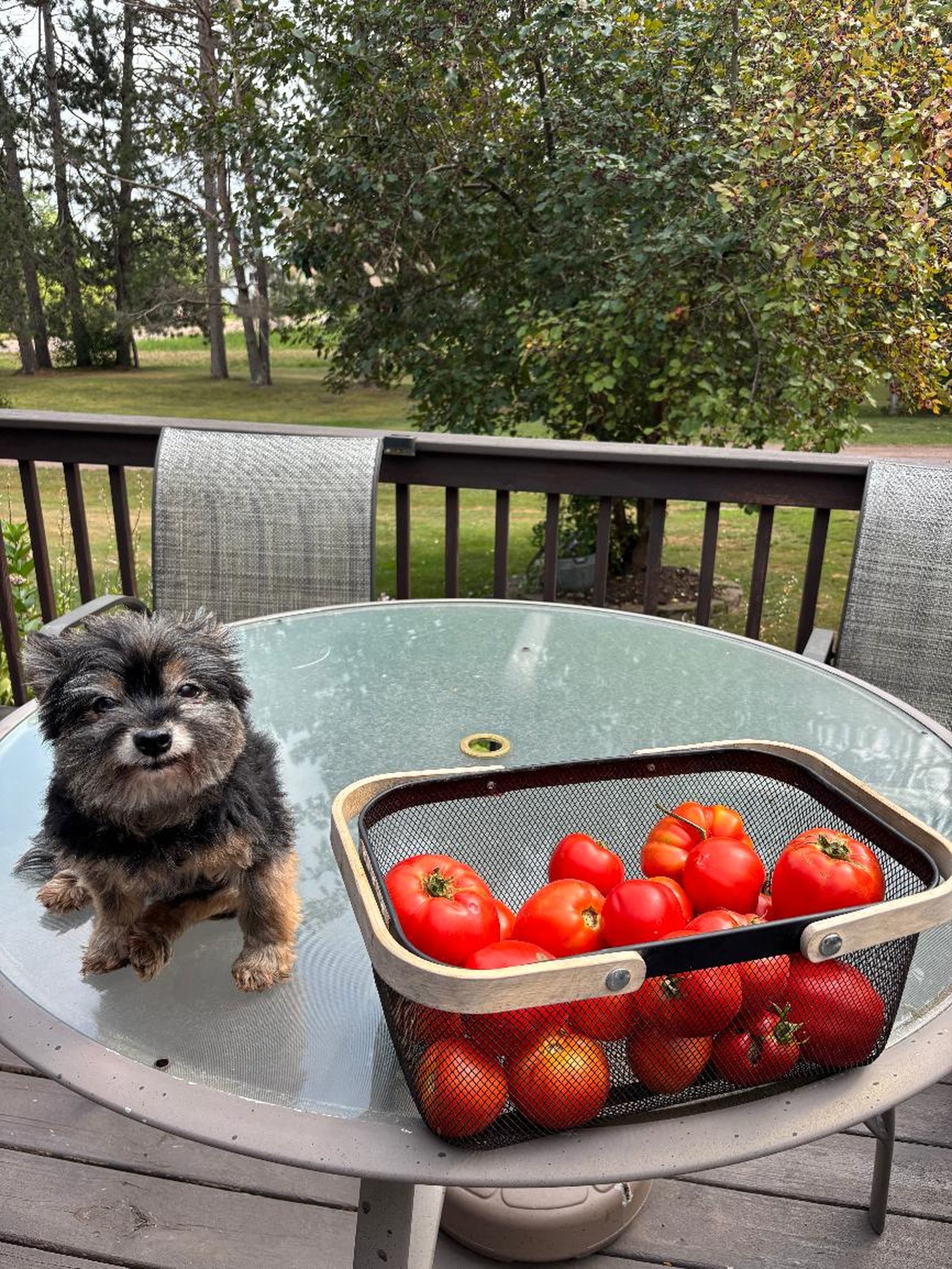 Farmer Jack, Head of Quality Control blog post