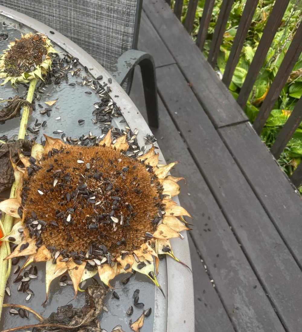 The Feathered Farmers Came Back for Their Harvest blog post