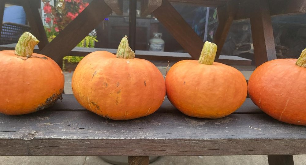 Four freshly picked pumpkins lined up on a picnic table bench