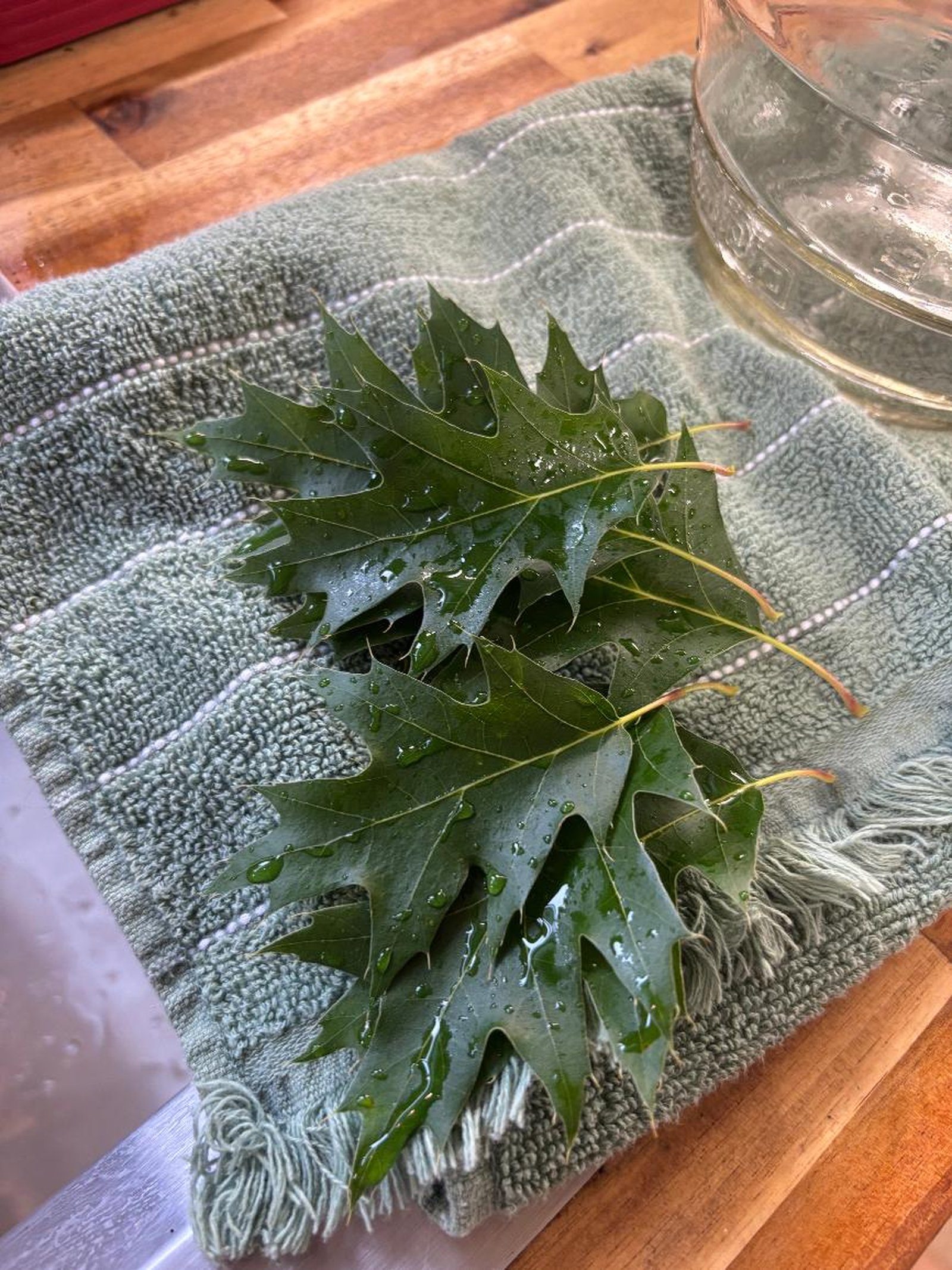 Rinsed oak leaves laid out to dry on a towel