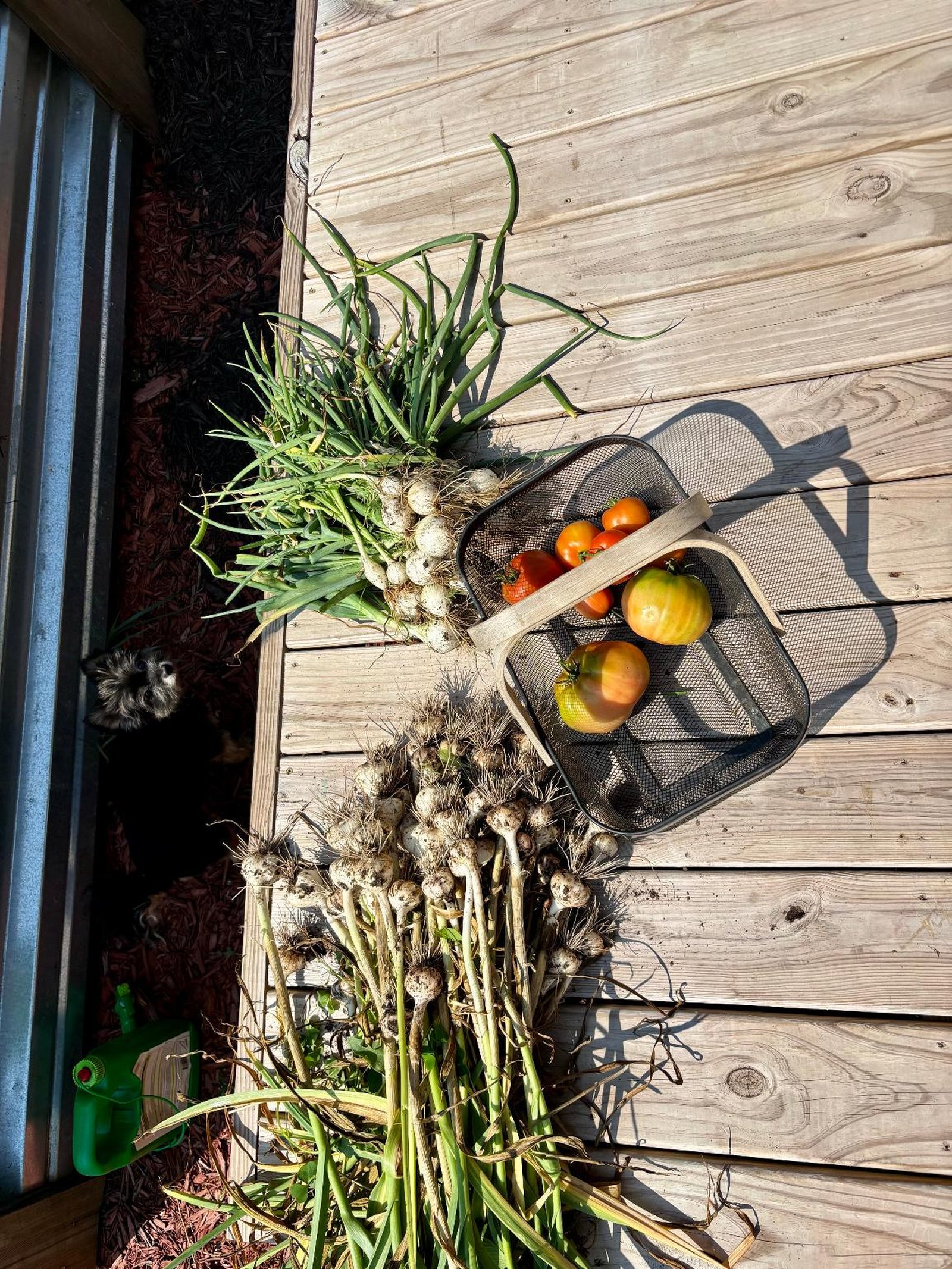 Garlic, onions, and tomatoes freshly harvested on a wooden deck