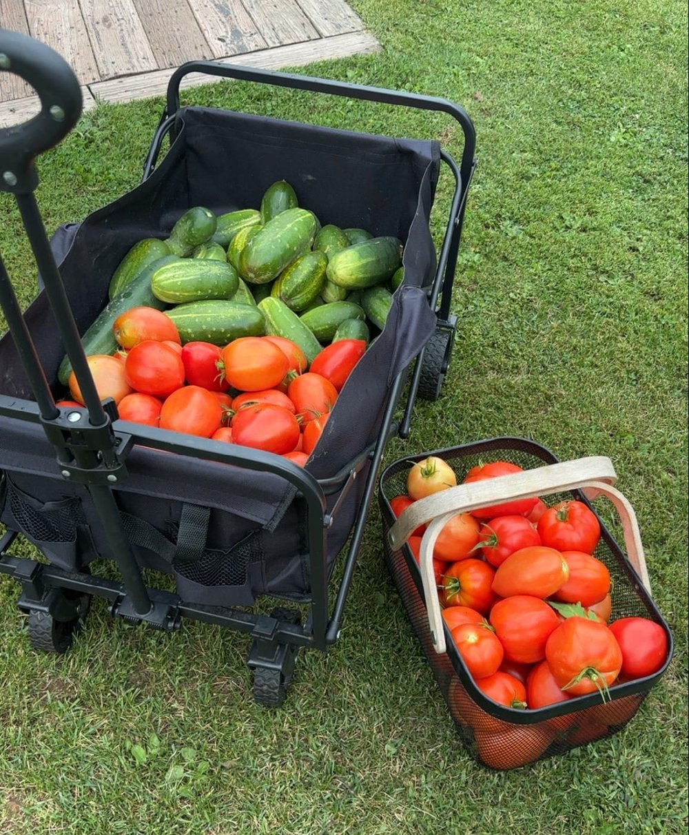 A garden wagon overflowing with cucumbers and tomatoes next to a basket piled with more tomatoes